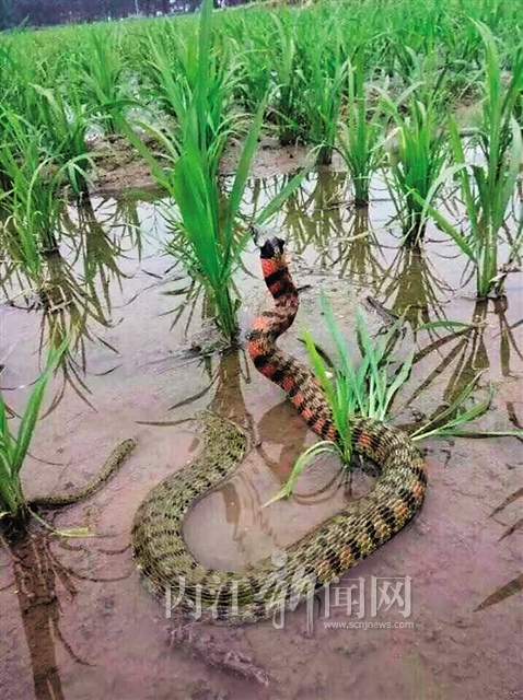 又大又长,吓人得很……""听说双石村发现了鸡冠蛇,附近村民的鸡都被偷