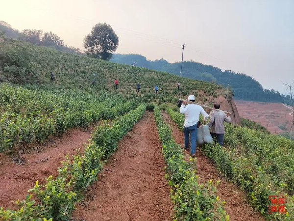 乡村行 看振兴 | 徐生林：从包工头到茶园老板的蜕变