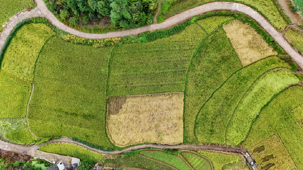 再生稻亩产破纪录！合江“吨粮田”有望刷新四川纪录