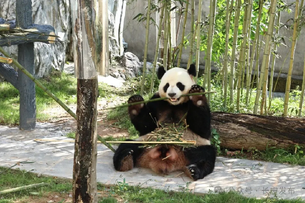 长宁又出圈！蜀南竹海入榜全国前30强