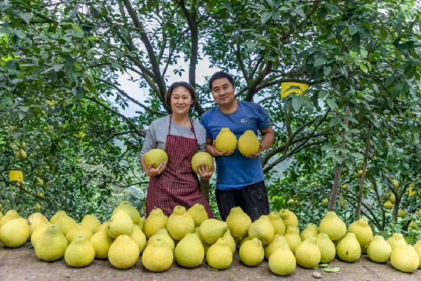 “柚”惑难挡！合江真龙柚丰收季带你嗨翻周末