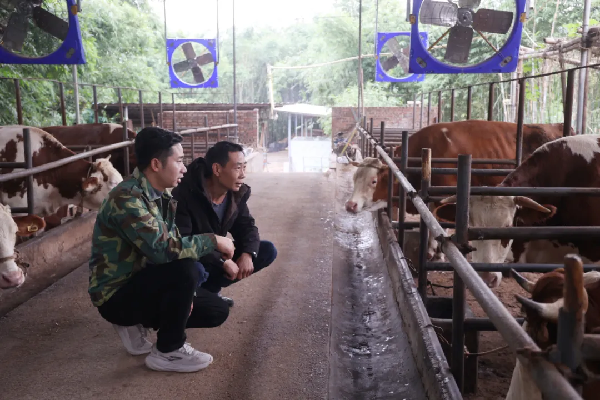 长宁新农人 | 郑宇：10年“牛劲”让井江肉牛香飘川渝