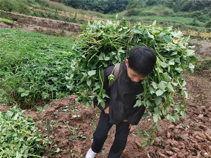 劳动砺心智 实践促成长——合江县先市中学秋假“七个一”实践活动启幕