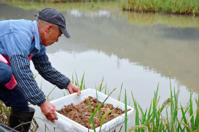 集中投放15万尾！长宁小龙虾“春节”上餐桌