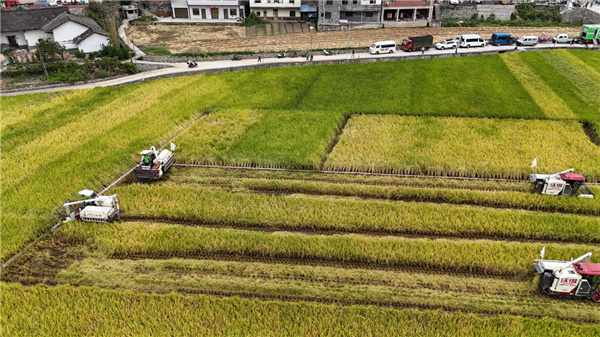 以“良田”绘“新景”：古蔺县高标准农田建设赋能乡村振兴新篇章
