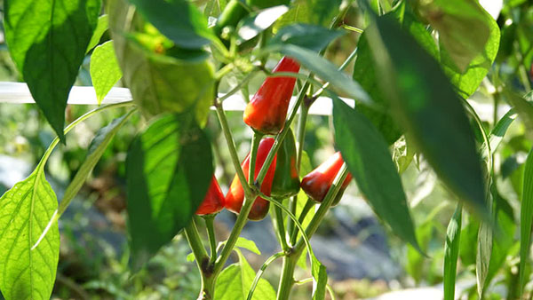 古蔺县金兰街道：椒香“云”上飘 高温不愁销
