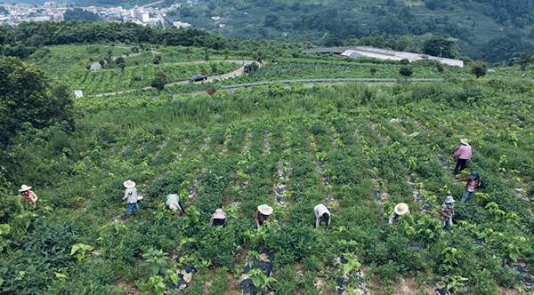 “业”宽了，“叶”生了，三桂村的日子正乘势而“桑”！