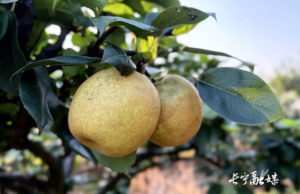长宁1.2万亩梨熟了！等你来