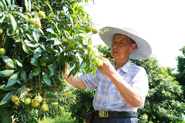 83岁老人的“奥运梦”与“荒山绿” 