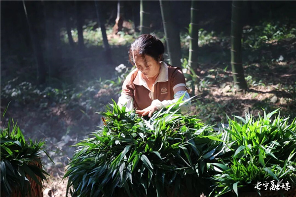 “小竹叶”也有大收益！长宁这片竹林丰收了
