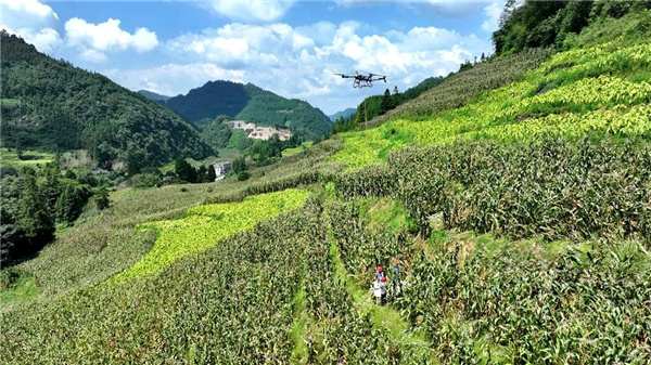 科技赋能 叙永无人机变身“空中搬运工”免费助农秋收