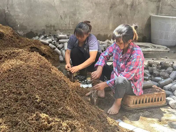 江安县仁和镇：播下“金种子” 育出“致富菇”
