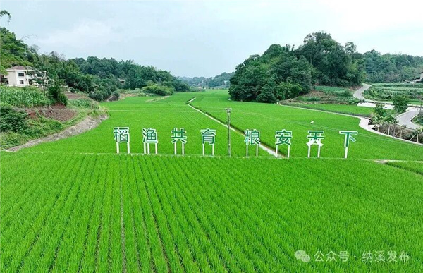 粮袋子更稳、钱袋子更鼓、新村子更美——纳溪书写乡村振兴五年答卷