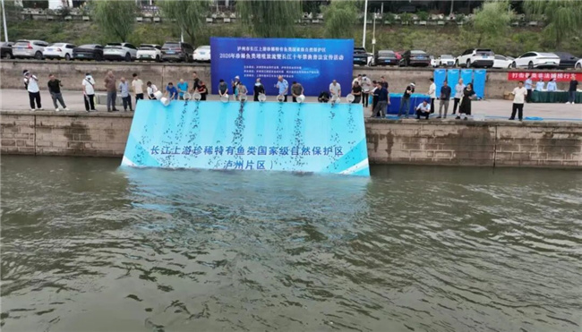 5万余尾鱼苗放归长江！泸州市举办2026年珍稀鱼类增殖放流活动