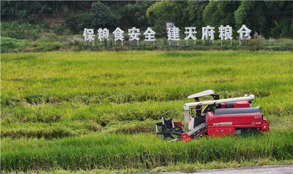 泸州纳溪：中稻-再生稻实现亩产1207公斤